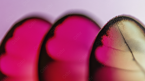 Macro Close-Up of Butterfly Wings With Pink and Black Pattern