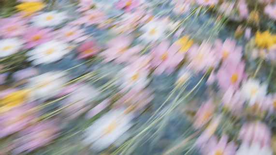 Abstract Motion Blur of Pink and White Flowers in Water