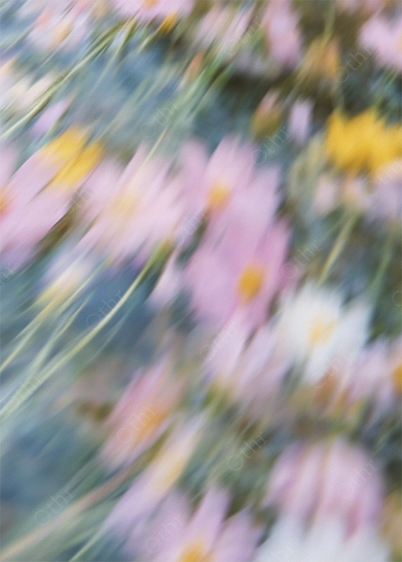 Vertical Motion Blur of Pink Cosmos Flowers With Soft Pastel Tones