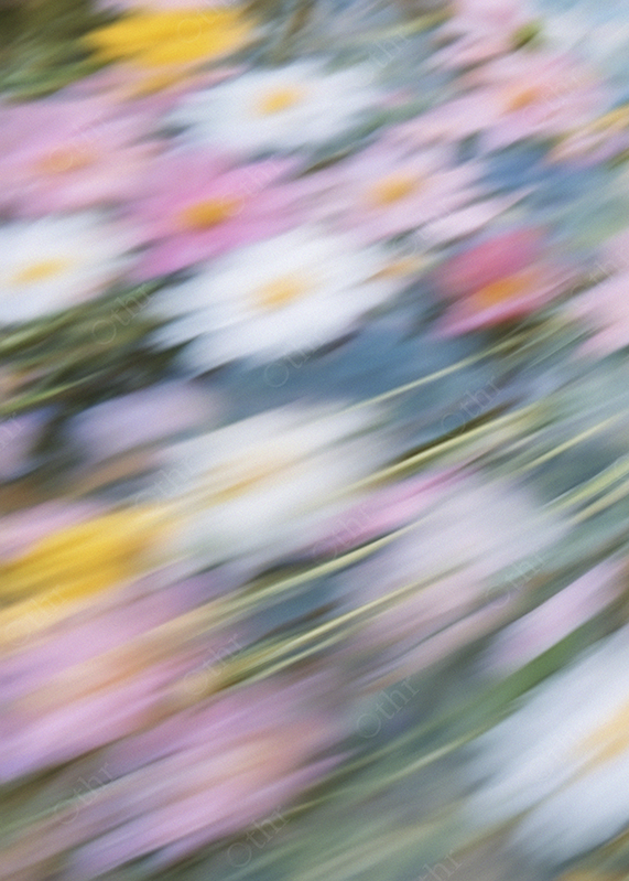 Abstract Close-Up of Pink and White Flowers With Motion Blur