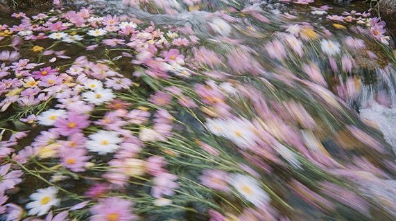 Flowers Flowing in Stream With Rocks and Green Foliage
