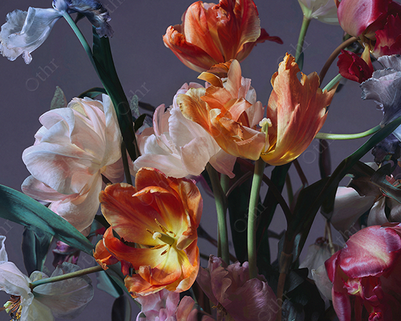 Soft Light Still Life of Orange and Pale Tulips Against Dark Background