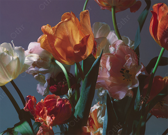 Close-Up of Orange and Blush Tulips in Soft Directional Light With Deep Shadows