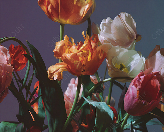 Vibrant Tulip Arrangement With Orange, White and Pink Blooms Against Gradient Background