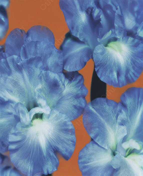 Close-Up of Blue Iris Flowers With Soft Petal Texture Against Warm Orange Background