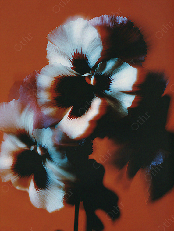 Close-Up of White and Dark-Centred Pansy Flowers With Soft Blur Against Red Background