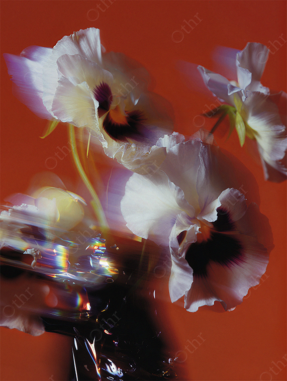 White Pansy Flowers in Glass Vase With Reflections Against Warm Red Background