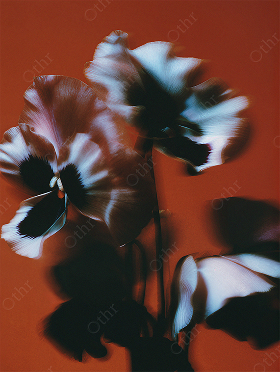 Blurred White and Purple Pansy Flowers With Motion Effect Against Red Background
