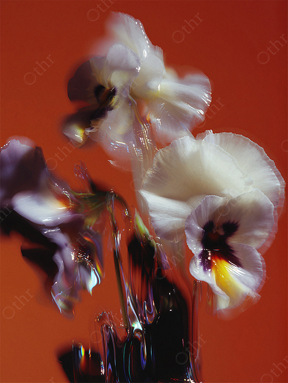 White Pansy Flowers With Distorted Glass Reflections Against Red Background