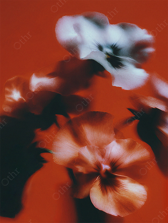 Soft Focus Pansy Flowers With Warm Tones and Motion Blur Against Red Background