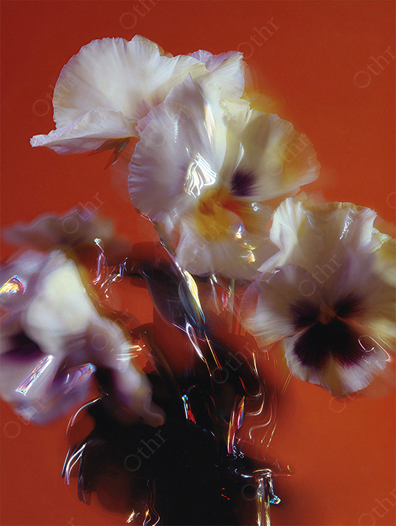 White Pansy Flowers With Glass Reflections and Soft Light Against Red Background