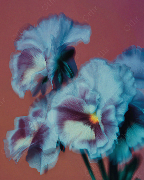 Soft Focus Pansy Flowers With Blue Tones and Motion Blur Against Warm Red Background