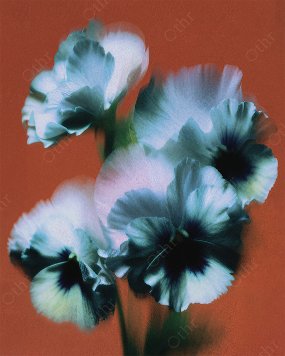 Blurred Pansy Flowers With Cool Blue Highlights Against Warm Red Background