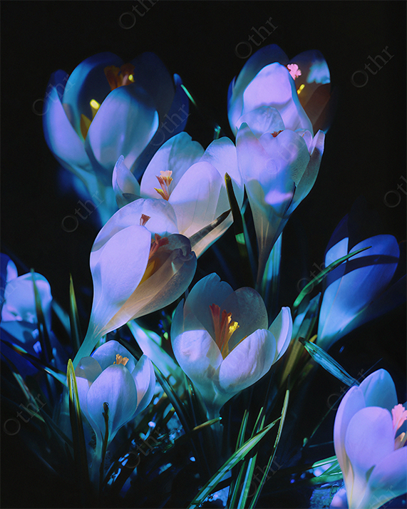 Close-Up of White Crocus Flowers Illuminated Against Dark Background
