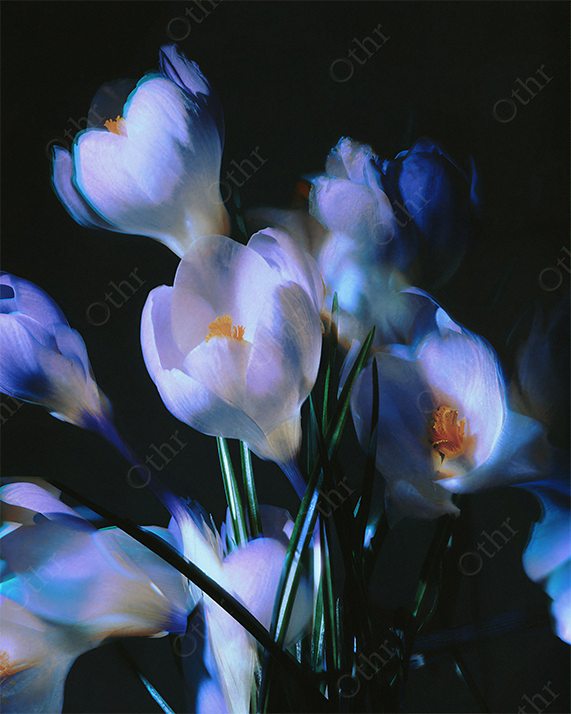 White Crocus Flowers With Soft Glow and Shadow Against Dark Background
