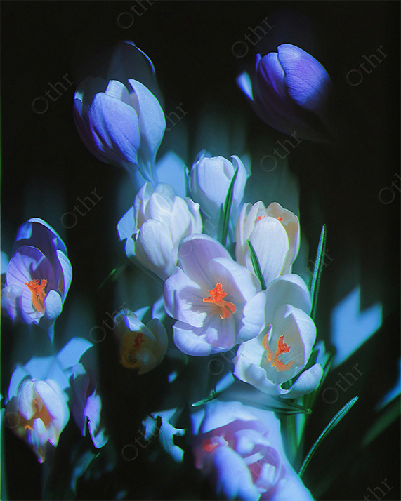 Close-Up of White Crocus Flowers With Orange Stamens in Soft Light Against Dark Background
