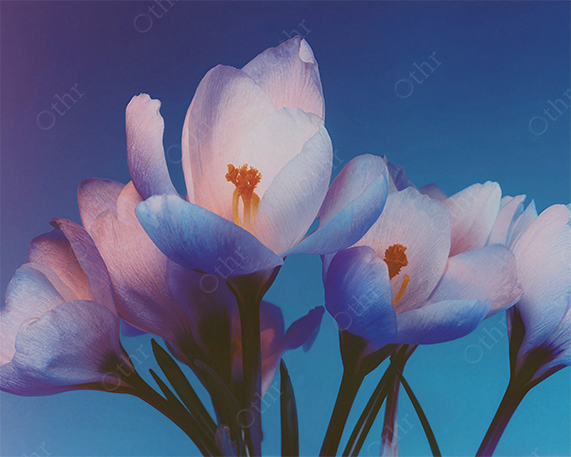 Close-Up of White Crocus Flowers With Orange Stamens Against Soft Blue Gradient Background