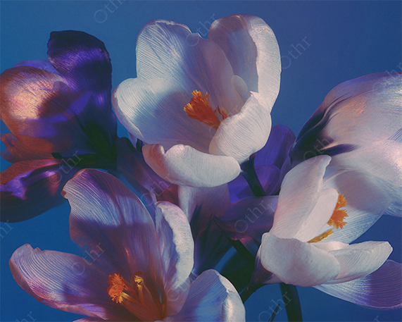 Close-Up of Crocus Flowers With Soft Purple and White Petals Against Blue Background