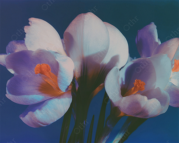Close-Up of White and Soft Purple Crocus Flowers With Orange Centres Against Blue Background