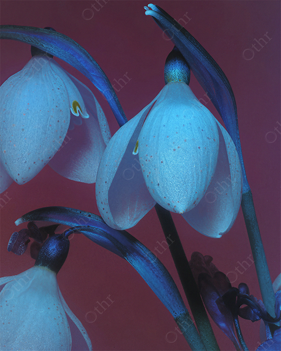 Close-Up of Snowdrop Flowers With Cool Blue Tones Against Warm Red Background