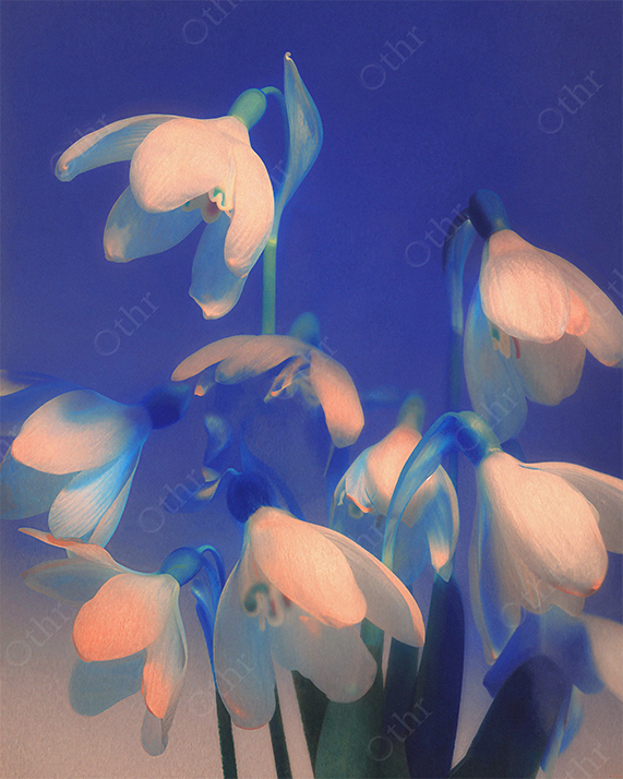 Soft Focus Snowdrop Flowers With Warm Light Against Blue Background