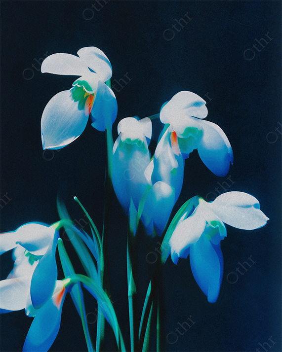 White Snowdrop Flowers Illuminated Against Dark Background With High Contrast