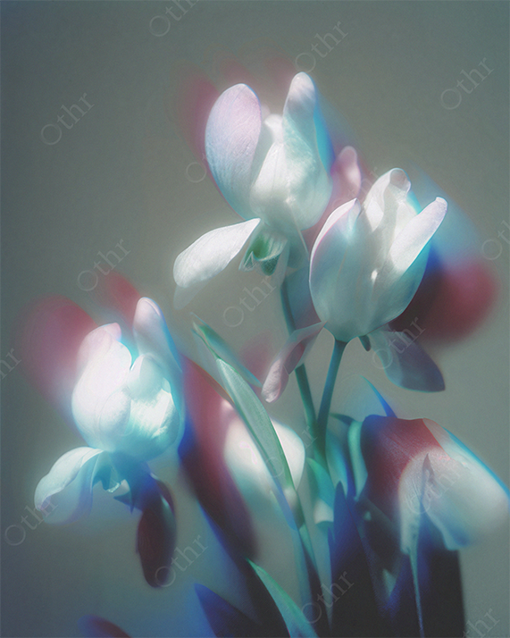 Soft Glow Snowdrop Flowers With Pastel Light and Gentle Blur