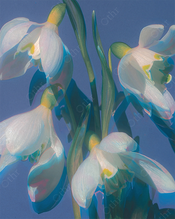 Close-Up of Snowdrop Flowers With Bright Highlights Against Blue Background