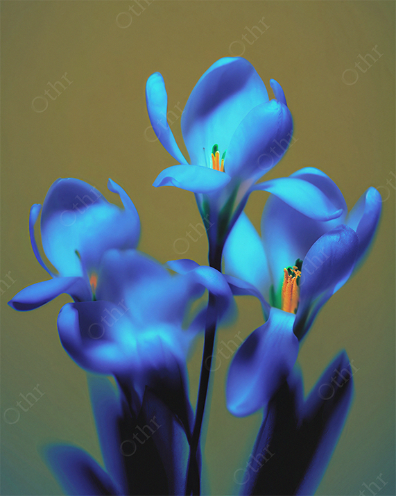 Close-Up of Blue Crocus Flowers With Yellow Stamens Against Neutral Background