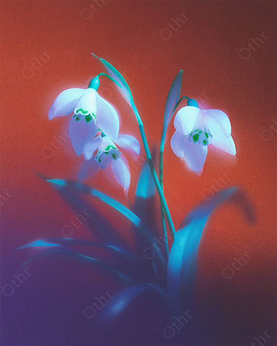 Snowdrop Flowers With Soft Light and Colour Gradient Against Warm Red Background