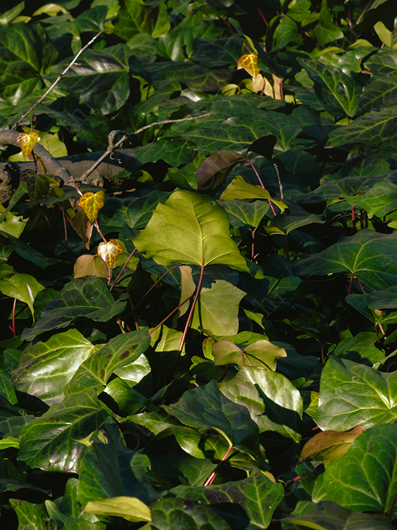 Dense Green Ivy Leaves with Sunlight and Natural Shadow Contrast