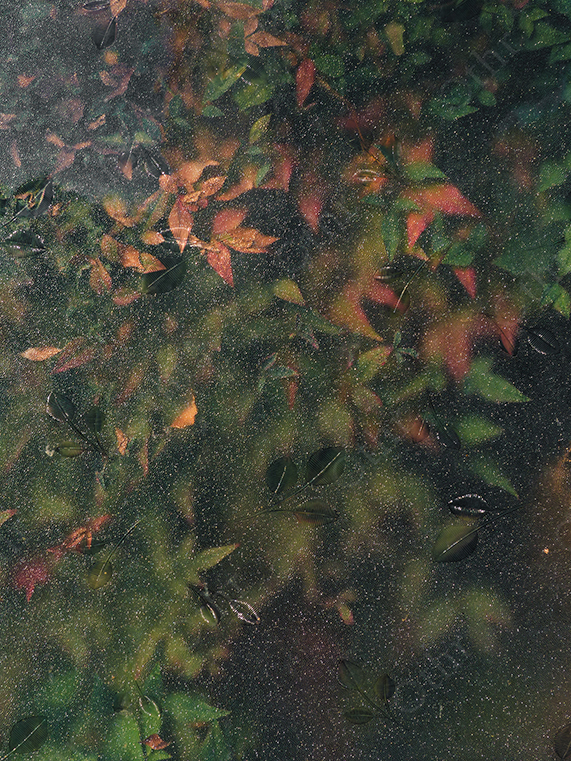 Autumn Leaves Reflected in Still Water with Grainy Surface Texture
