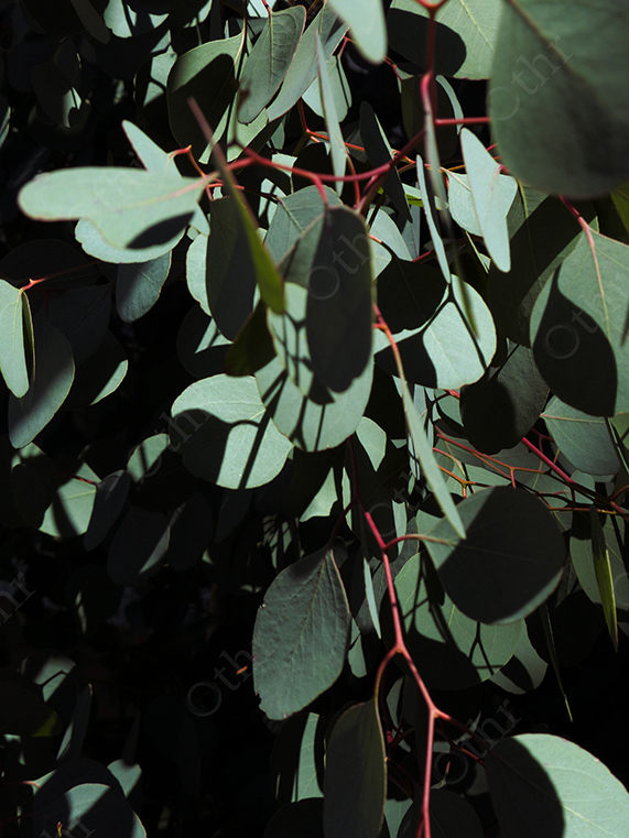 Eucalyptus Leaves with Red Stems in Strong Natural Light and Deep Shadow