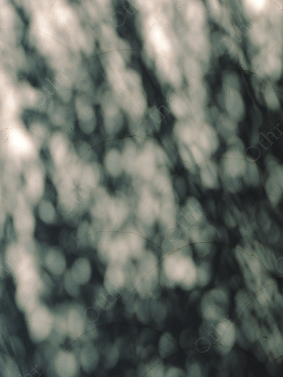 Abstract Shadow Pattern of Tree Branches on Soft Light Background