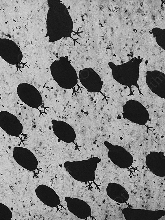 Silhouettes of Birds Walking on Textured Ground in High Contrast Black and White