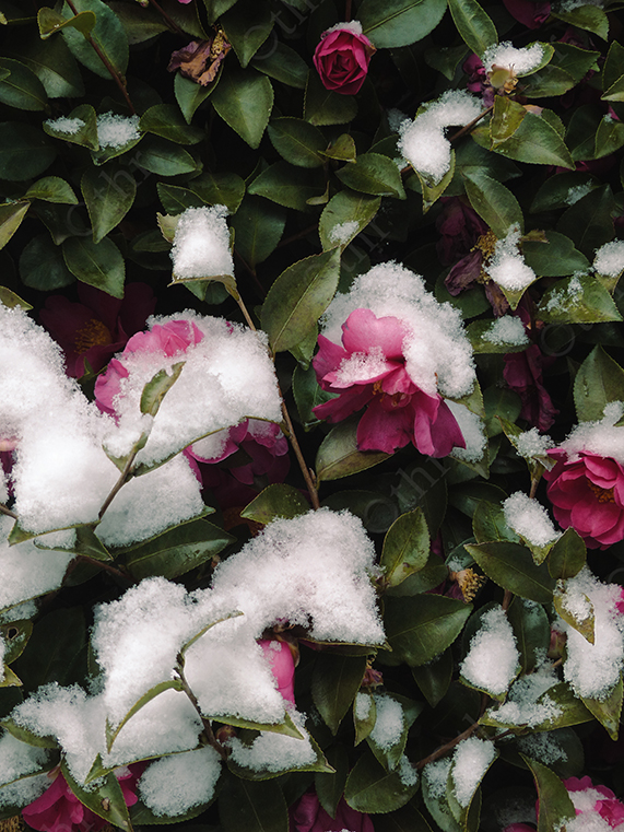 Pink Flowers and Green Leaves Covered with Fresh Snow in Natural Light
