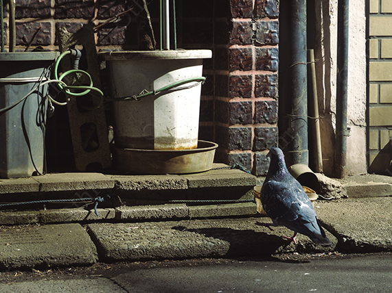 Pigeon Walking Along Sunlit Pavement Beside Buckets and Brick Wall