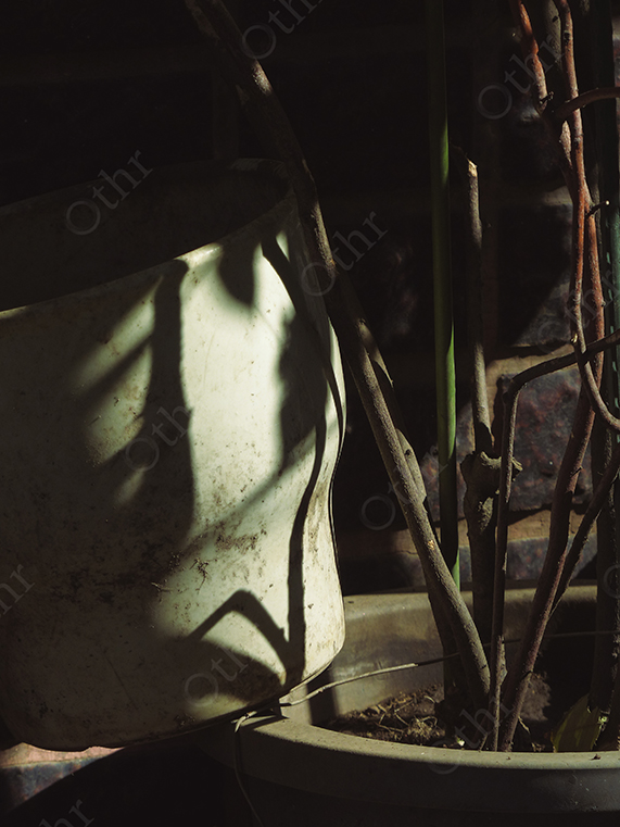 Plant Pots and Branches Casting Strong Shadows in Harsh Sunlight