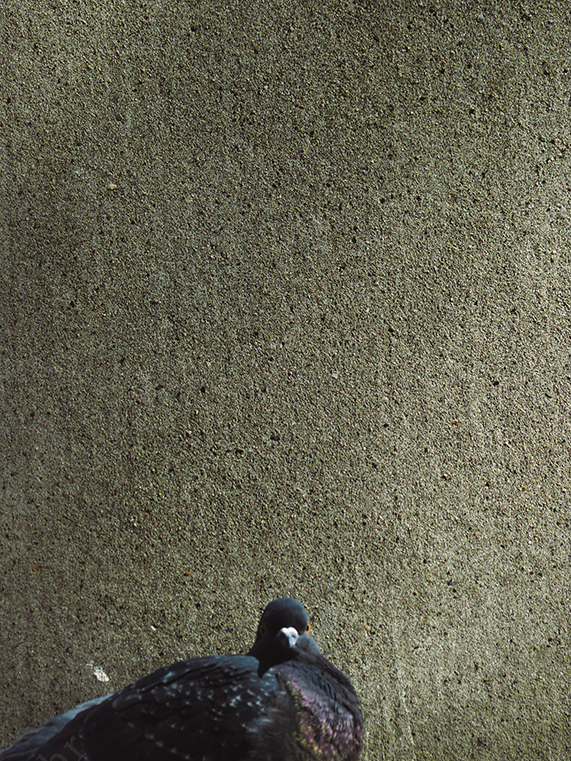 Close-Up of Pigeon Against Rough Concrete Wall with Minimal Composition