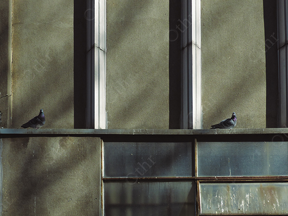 Two Pigeons Perched on Building Ledge with Geometric Window Patterns