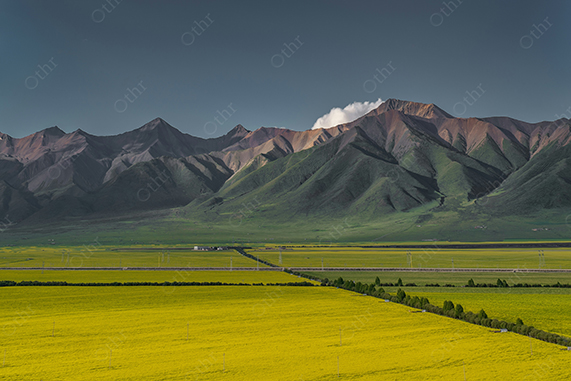 Wide View of Yellow Flower Fields Leading to Green Mountain Range Under Clear Sky