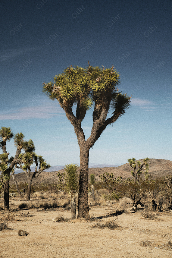 Joshua Tree Standing in Arid Desert Landscape Under Clear Blue Sky