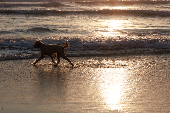 Dog Walking Along Shoreline With Sunlight Reflecting on Wet Sand at Sunset