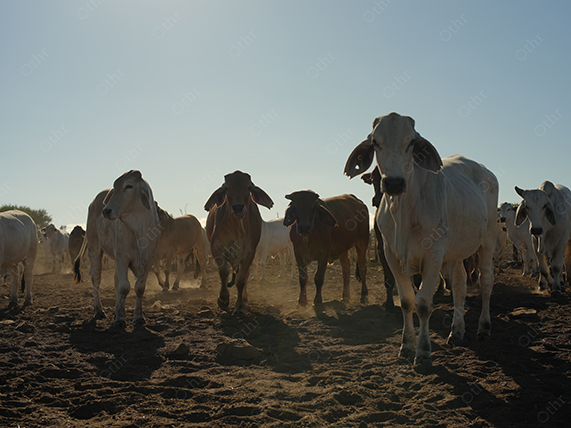 Group of Cattle Walking on Dry Ground With Dust in Backlit Sunlight