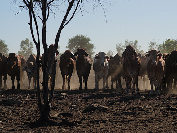 Herd of Cattle Standing on Dry Land With Tree in Foreground