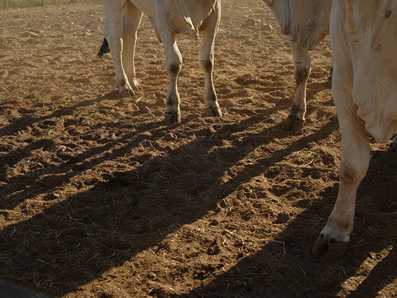 Close-Up of Cattle Legs Walking on Dusty Ground With Long Shadows