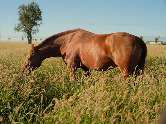 Horse Grazing in Tall Grass Field Under Clear Sky With Natural Light