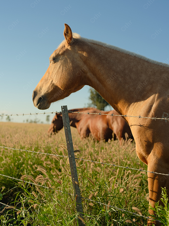 Close-Up of Horse Standing by Barbed Wire Fence in Grassy Field Under Clear Sky