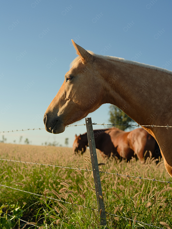 Horse Head in Profile Beside Fence With Grazing Horses in Background Field