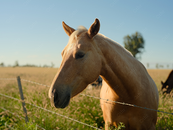 Close-Up of Horse Head Near Barbed Wire Fence in Sunlit Field With Soft Background